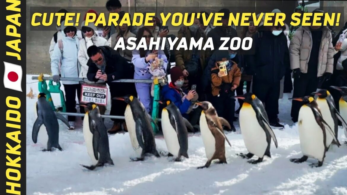 PENGUINS, SNOW and SURPISES at EVERY TURN! | ASAHIYAMA ZOO | HOKKAIDO 🇯🇵 JAPAN  SERIES | EPISODE 12