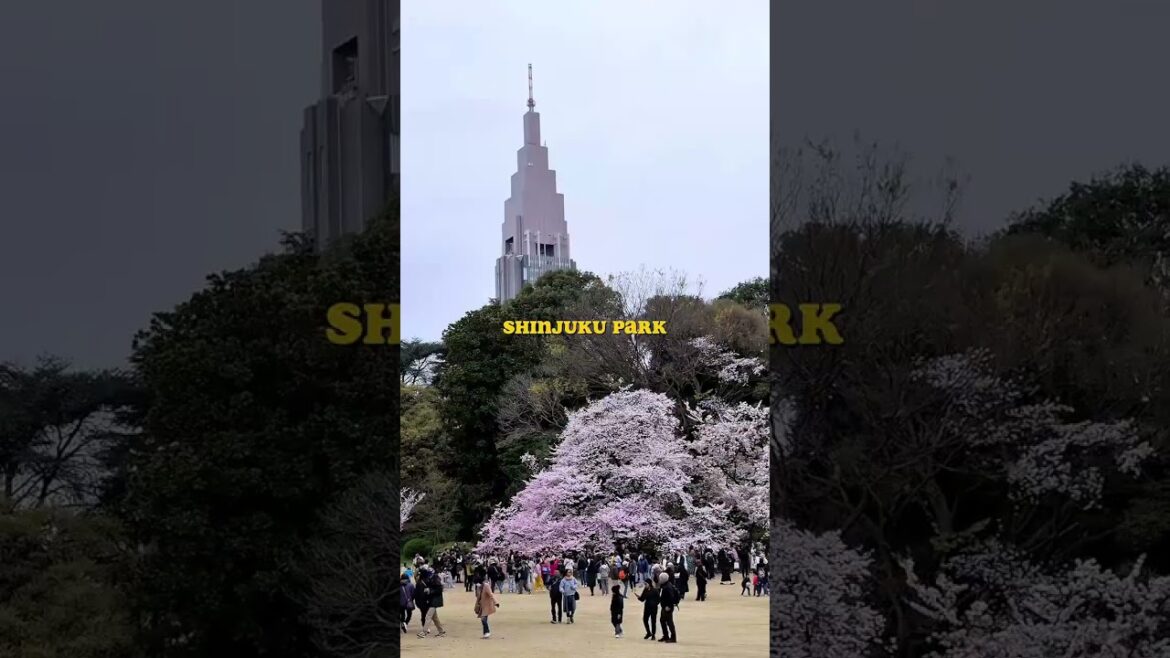 Don't Go to These Cherry Blossom Spots in Tokyo, 2025