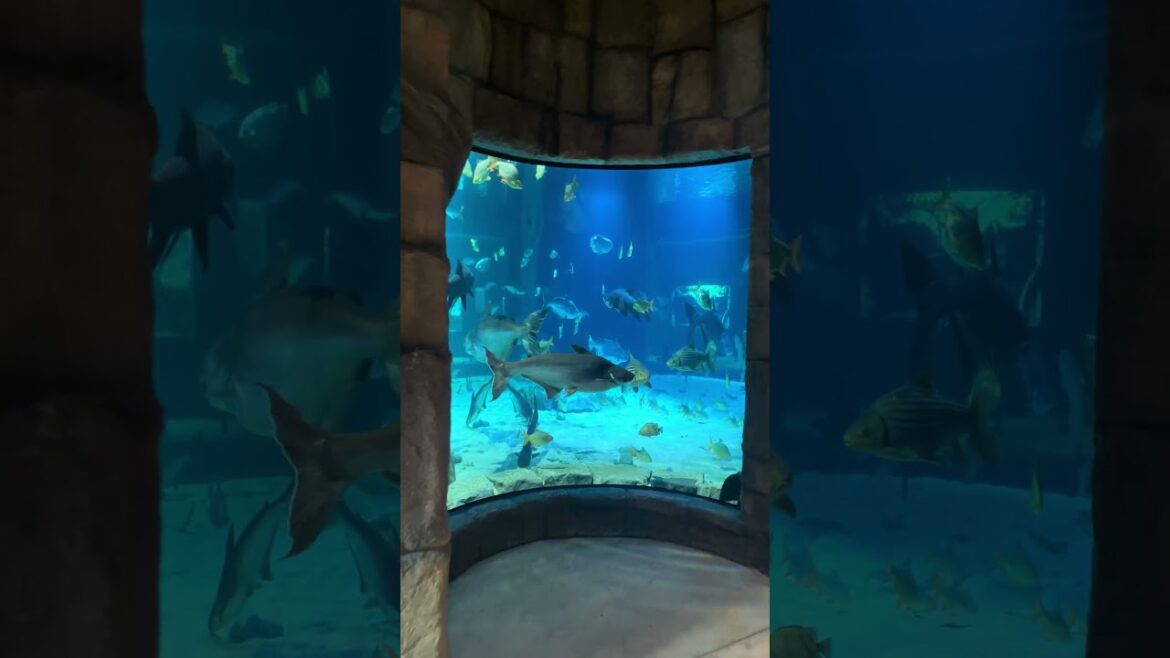 Let's go travel in Glass pool Fish zoo #fish #travel #vlog