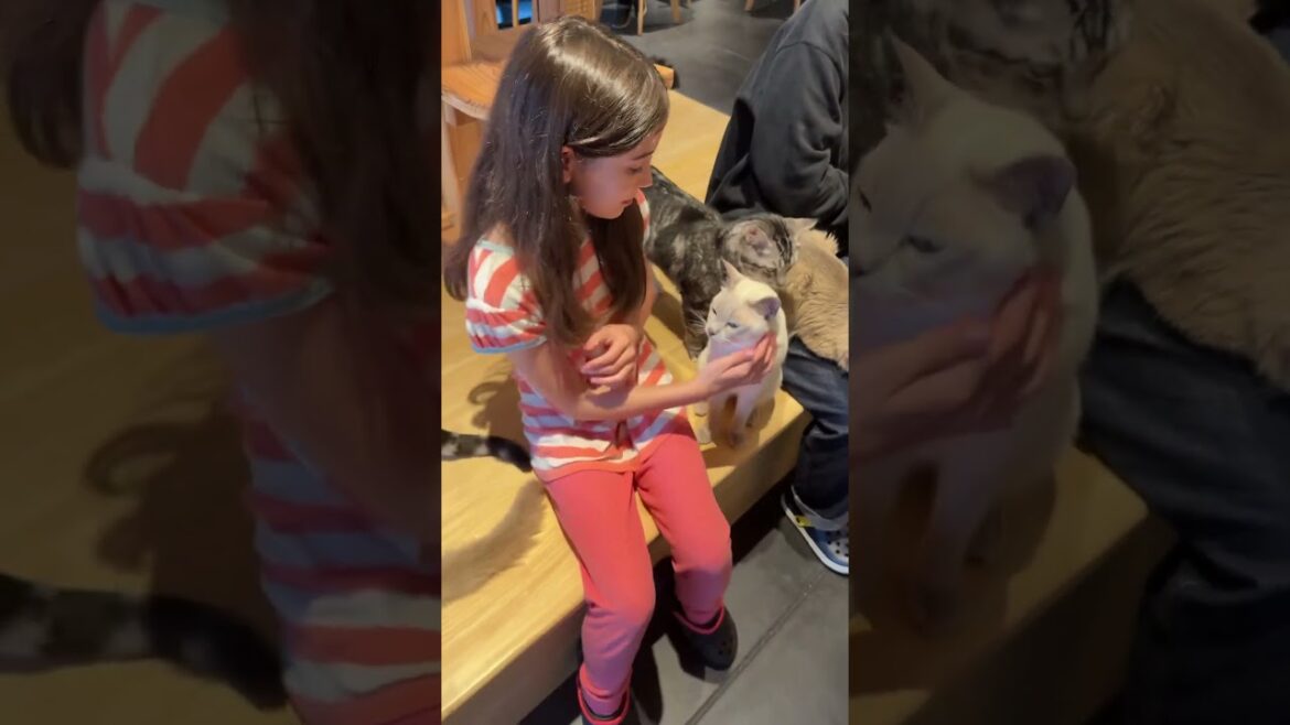 #kyoto #japan #travel #catcafe #kitten #cute