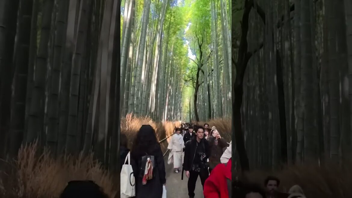 ARASHIYAMA BAMBOO FOREST. KYOTO WALKING TOUR WATCH THE FULL VIDEO #japan #arashiyama #kyoto #travel