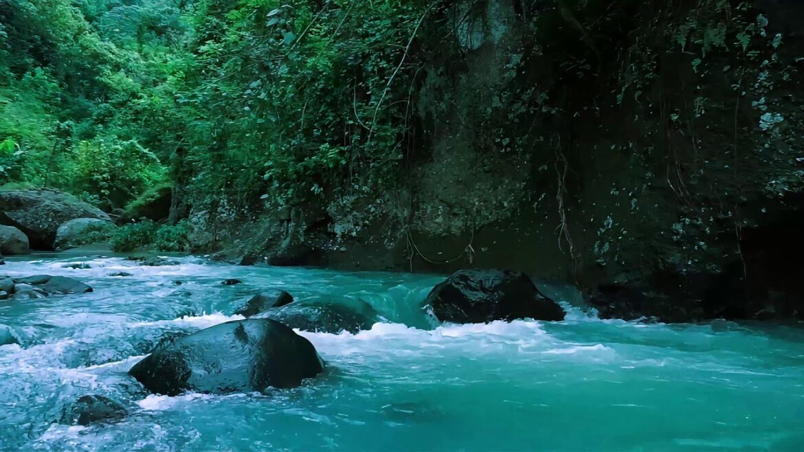 Green Stream Flowing in Aomori Forest. Nature Sounds, Forest River Sound, White Noise for Sleeping.