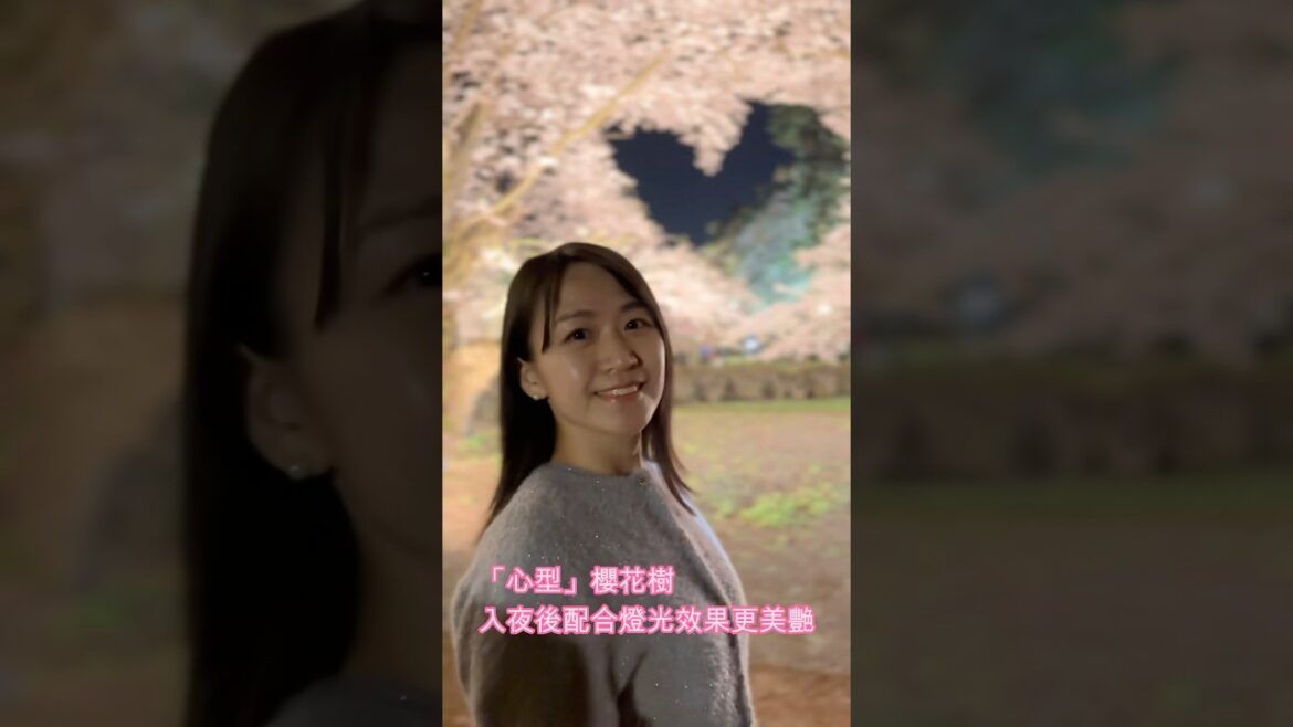 【凱莉🇯🇵日常 - K’s Daily in Japan】日本首選櫻名所- #賞櫻#櫻名所#日本櫻花#shorts#aomori#hirosaki#hirosakipark#sakuraheart