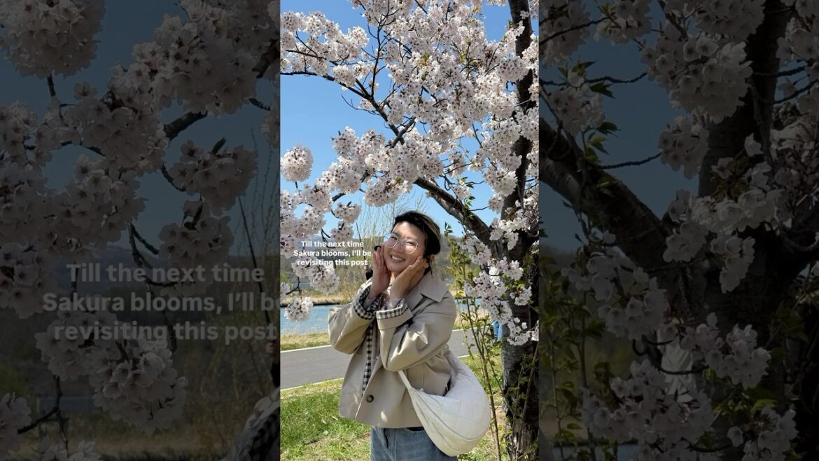 Chasing cherry blossoms in Japan 🌸 #cherryblossom #japantravel #flower