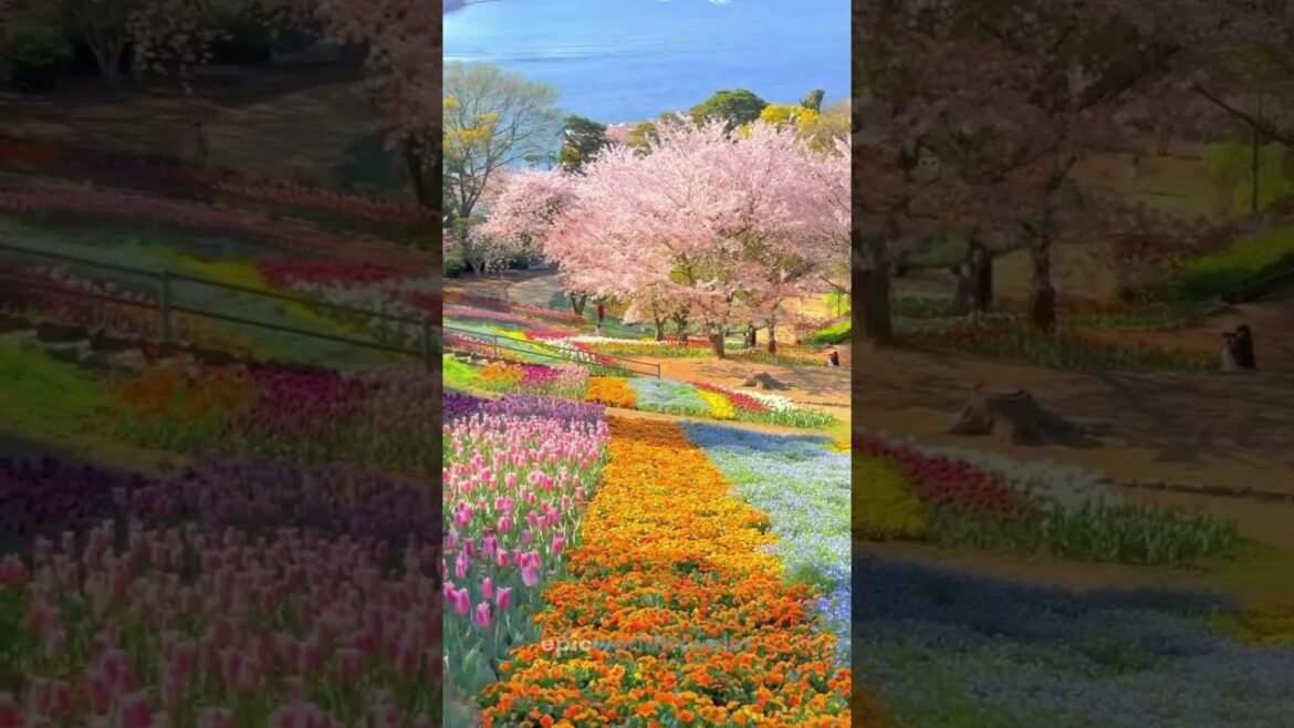 Hinoyama Koen Park Turkish Tulip Garden - Japan