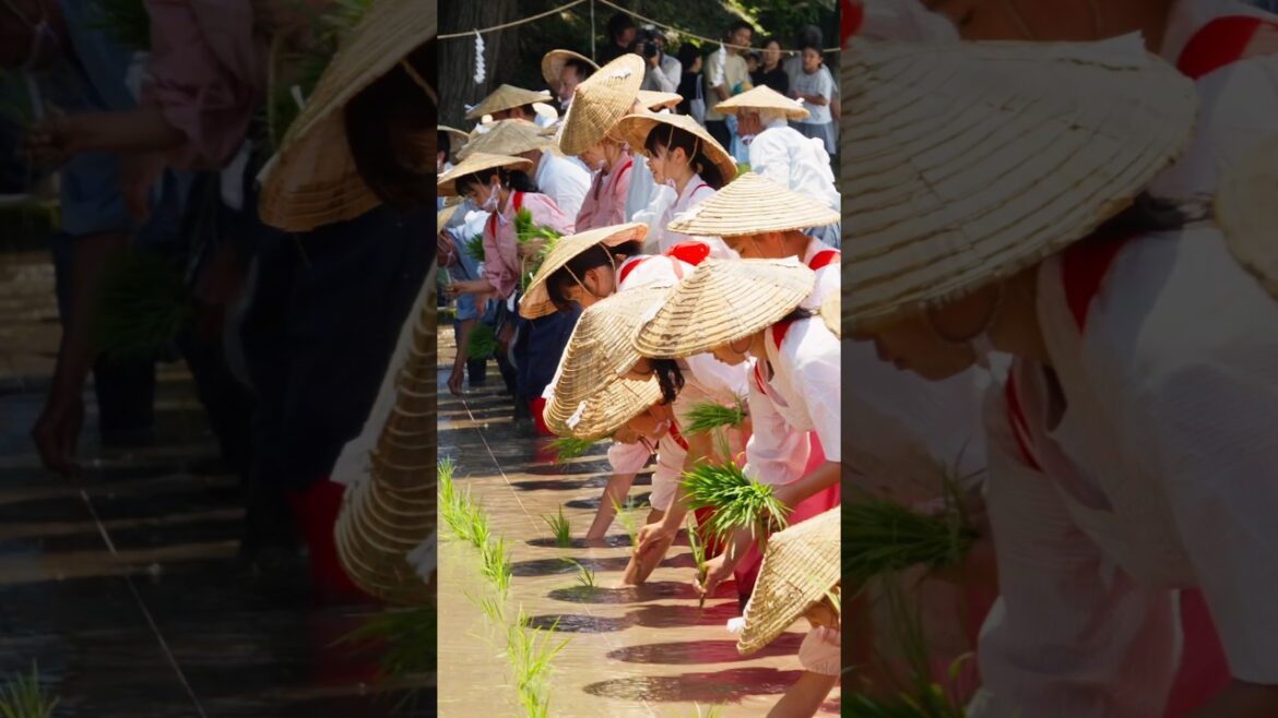 Traditional Rice Planting Ceremony in Kagoshima, Japan 2025 #大隅正八幡宮 #御田植祭 #斎田祭 Traditional Rice Planting Ceremony in Kagoshima, Japan 2025 #大隅正八幡宮 #御田植祭 #斎田祭