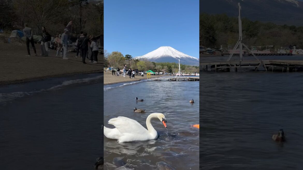 Mt.Fuji view from Lake Yamanaka πππ #mtfuji #japan #japantravel #yamanaka #yamanakako Mt.Fuji view from Lake Yamanaka πππ #mtfuji #japan #japantravel #yamanaka #yamanakako