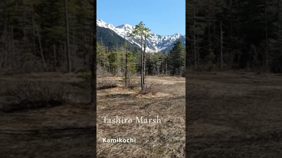 Discover  Kamikochi② Tashiro Marsh  in  Nagano! #shorts #japantravel #anotherworld #travel