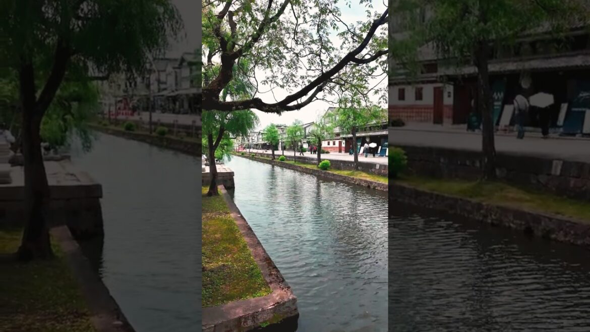 Kurashiki Bikan Chiku｜Okayama｜JAPAN｜倉敷｜岡山 #kurashiki #okayama #japan #japanese
