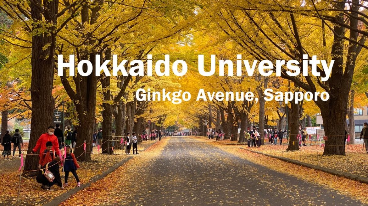Hokkaido University Ginkgo Avenue in Autumn #japan #travel #hokkaido #sapporo #autumn Hokkaido University Ginkgo Avenue in Autumn #japan #travel #hokkaido #sapporo #autumn