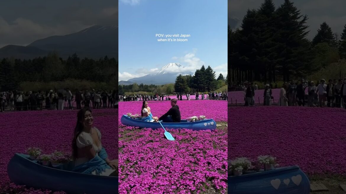 Japan Blooms in May - Shibazakura Festival #japan