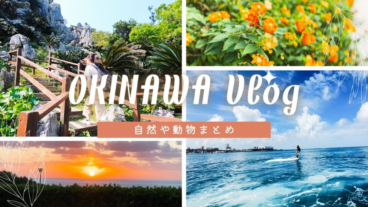 【Vlog】沖縄に何度も訪れている私たちが記録してきた自然や動物を一気見！