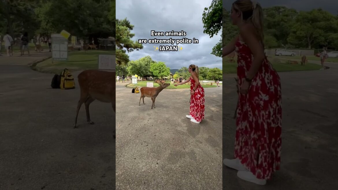 I visited NARA in JAPAN and this happened! #japan #japantravel #japaneseculture