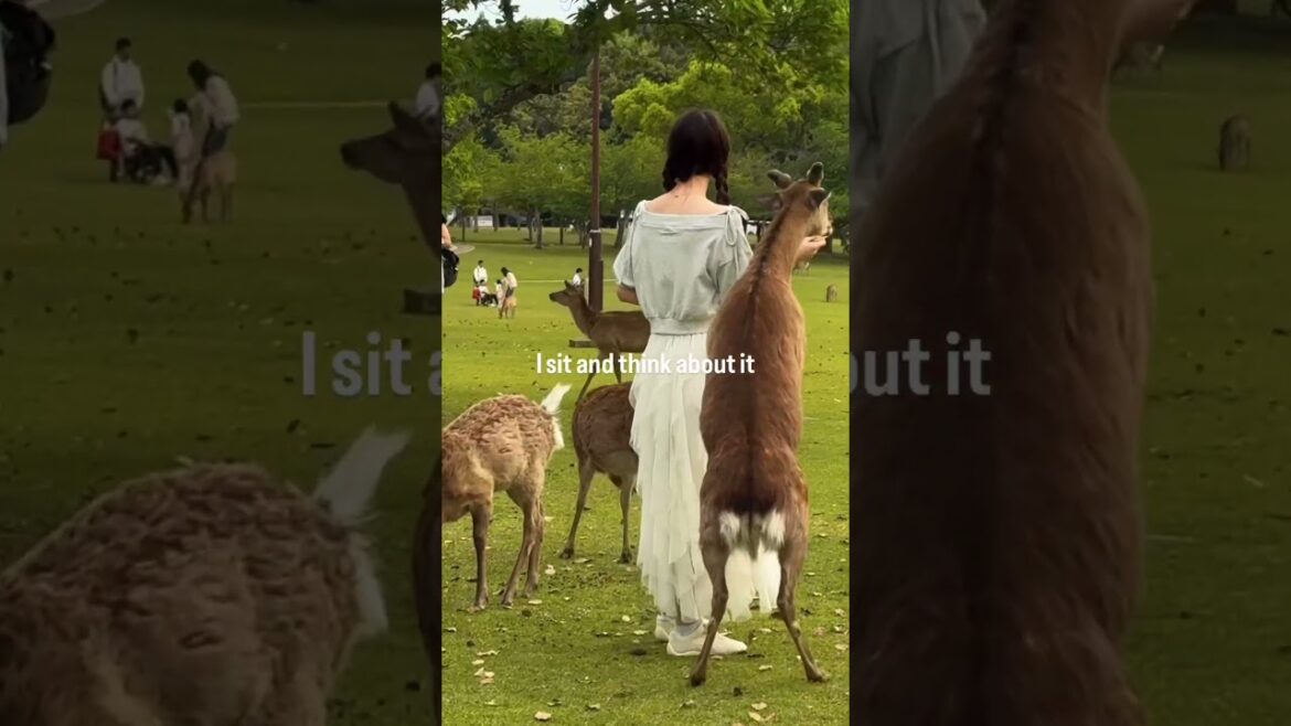 My Osaka And Kyoto Trip