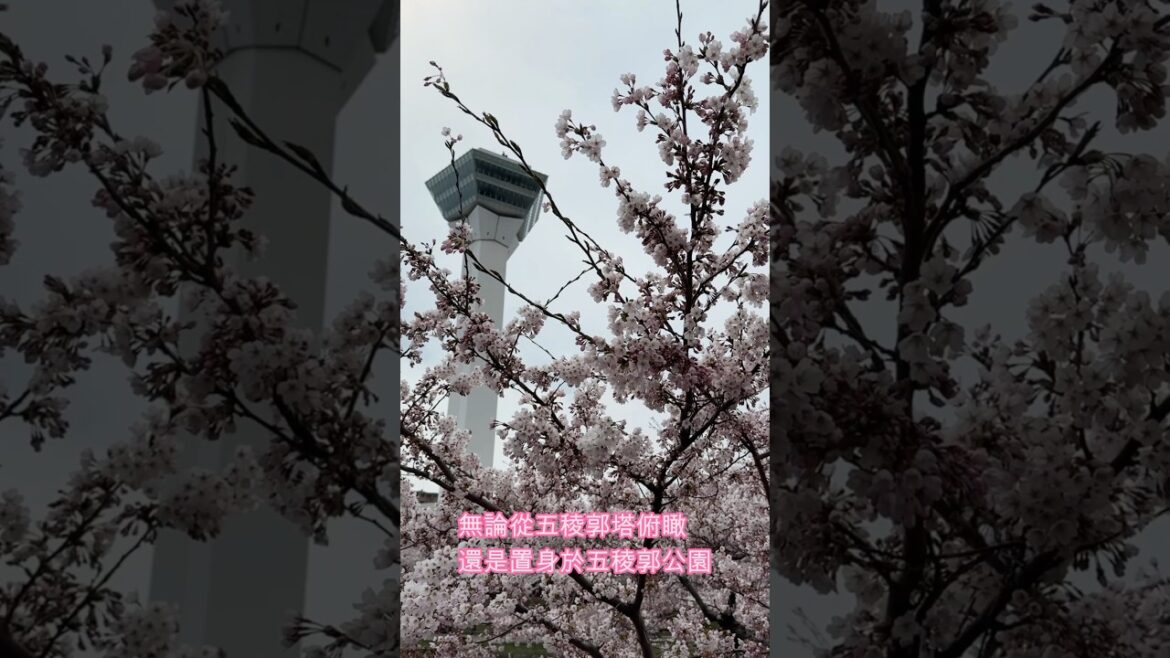【凱莉🇯🇵日常 - K’s Daily in Japan】函館五稜郭之櫻花季節- #北海道#hakodate#sakura#shorts #japantravel#賞櫻#日本旅行#櫻名所#日本櫻花