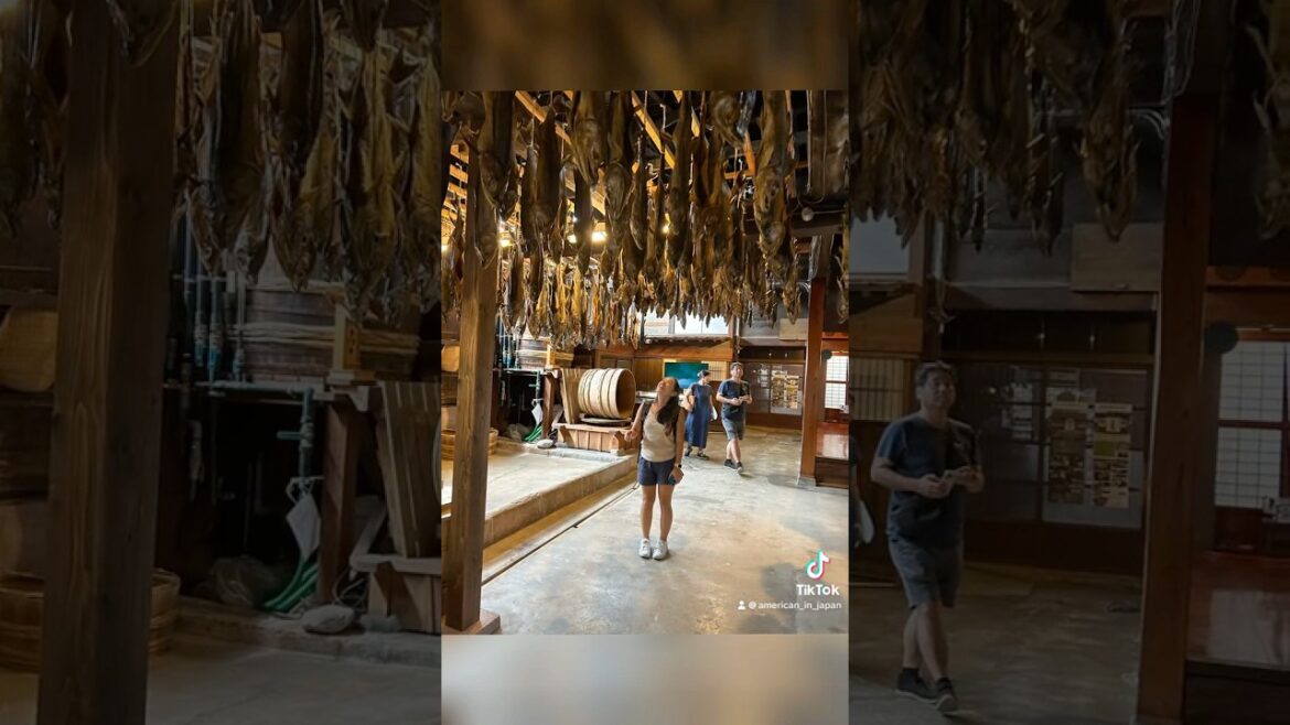 Salmon done right! 100 different ways to salt salmon. Murakami Japan is AMAZING! #japan #niigata