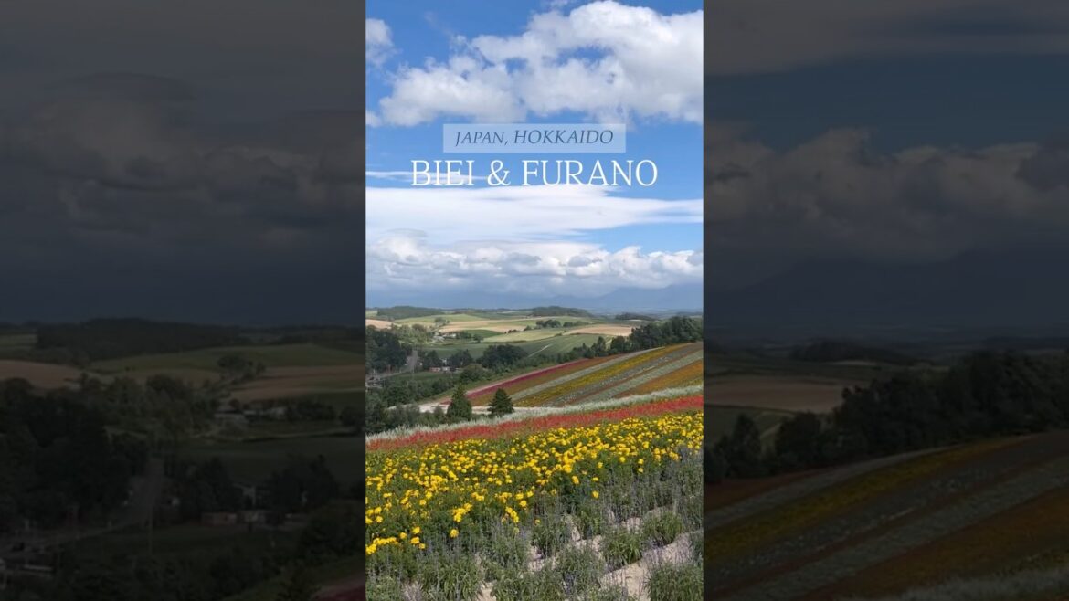 알록달록 아름다움이 물든 여름 삿포로🌳💚 #shorts #biei #furano #sapporo #hokkaido #비에이투어 #삿포로여행 #여름삿포로 #삿포로라벤더