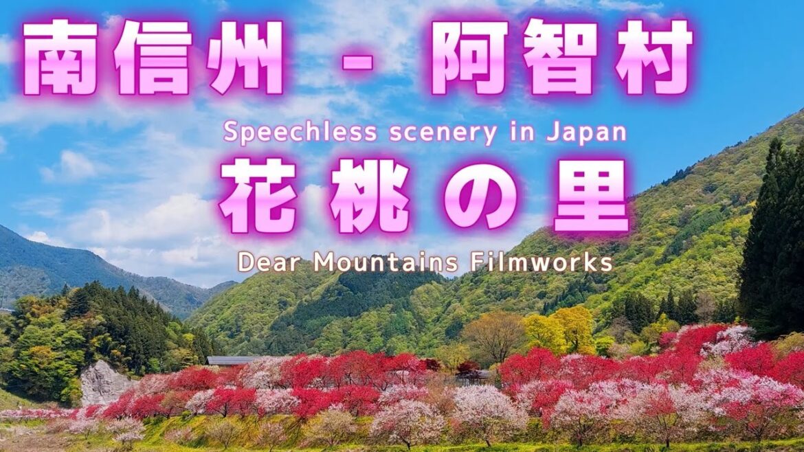 Japan’s stunning paradise in Peach Blossom “Hanamomo no Sato” Japan’s stunning paradise in Peach Blossom “Hanamomo no Sato”