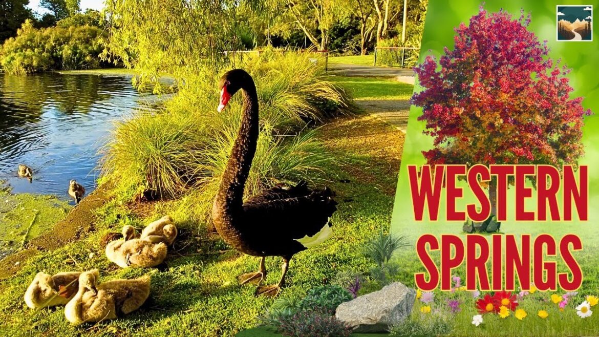 Exploring Western Springs Auckland | Nature, Wildlife & History 🦢🏞️