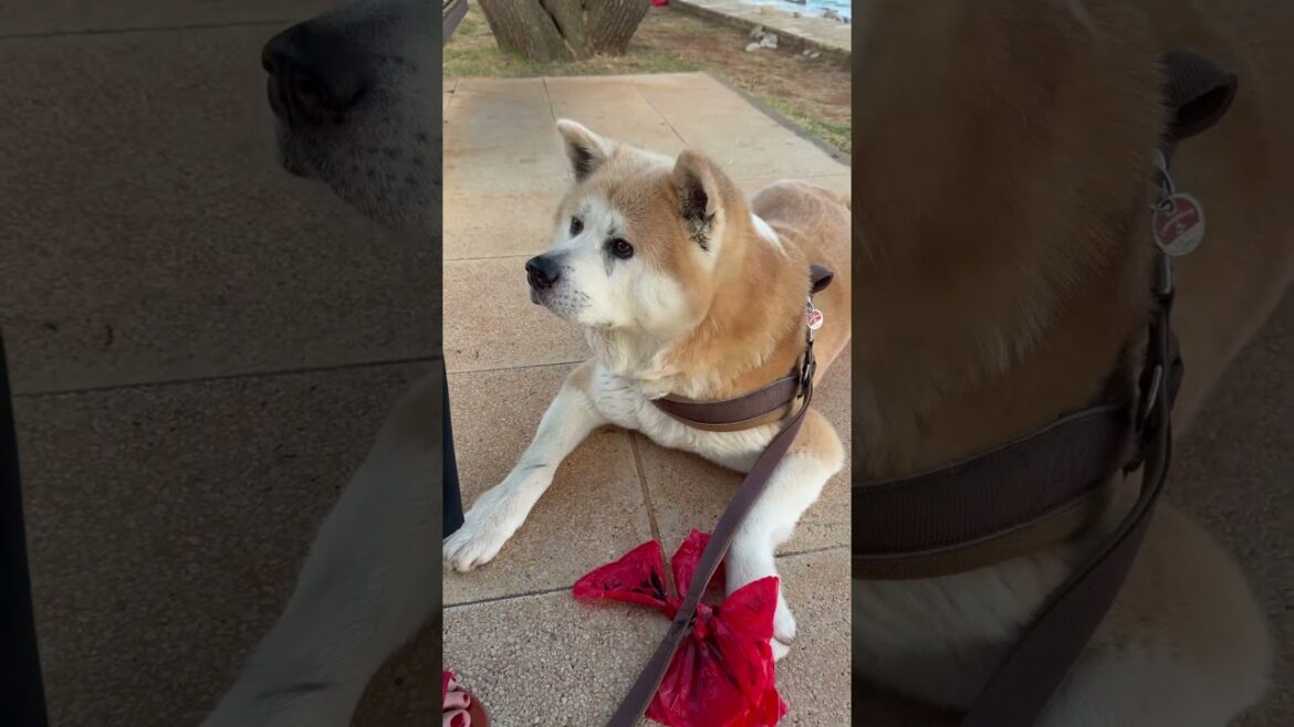 Vacation #akita #akitainu #akitadog #doglife