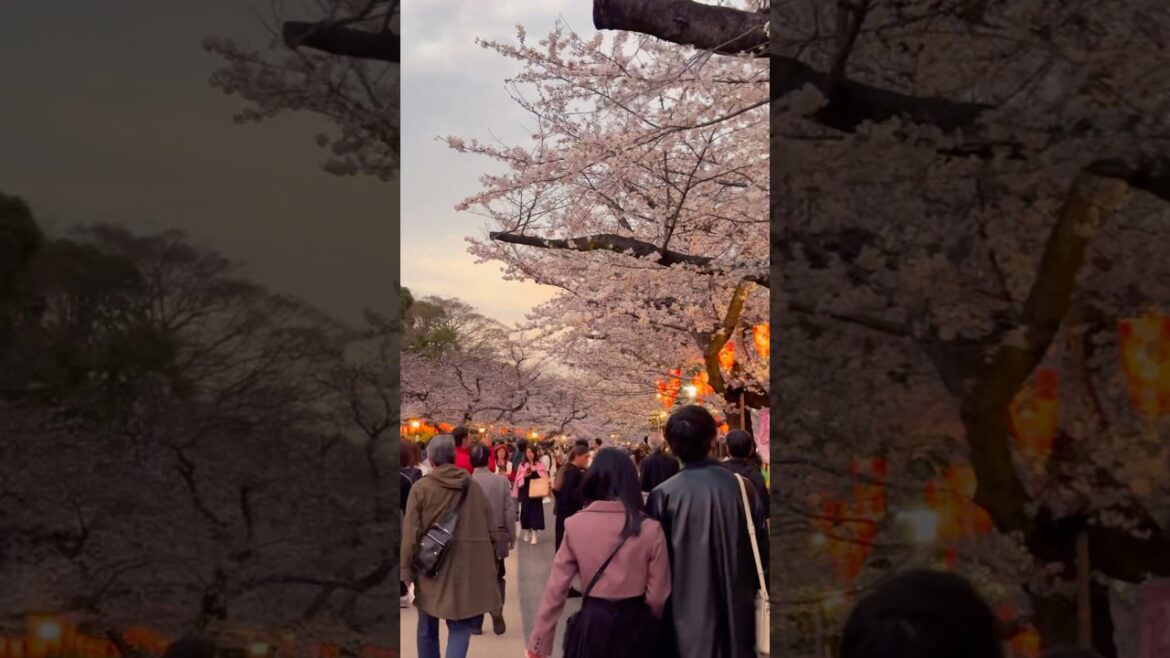 Ueno Park has the most magical cherry blossoms 🌸😍