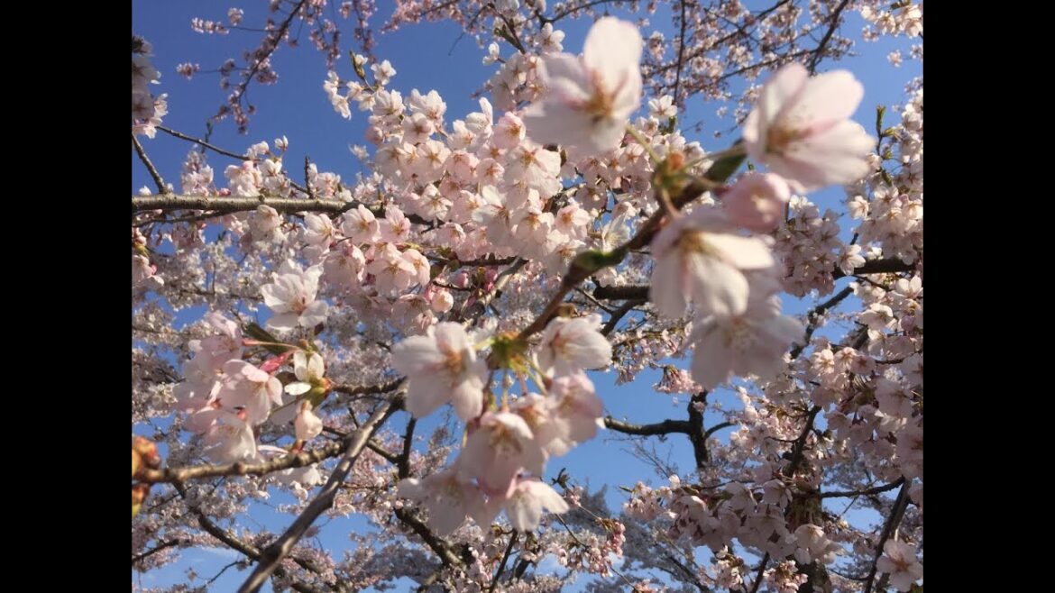 WOW memories at Hakodate 2015 v2