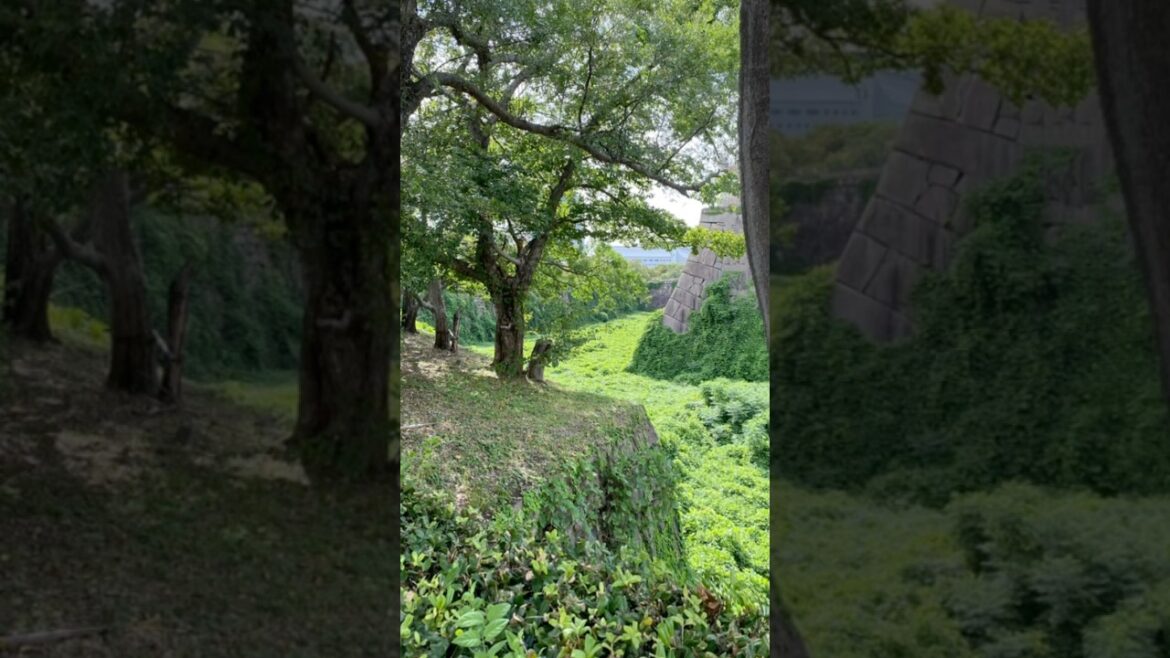 Lush wilderness surrounding Osaka Castle #greenscenery #osaka