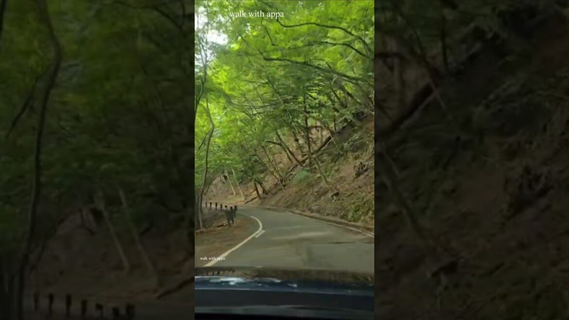 A road trip near Lake Motosu and Mount Fuji #lakemotusu #mountfuji #japan #shorts