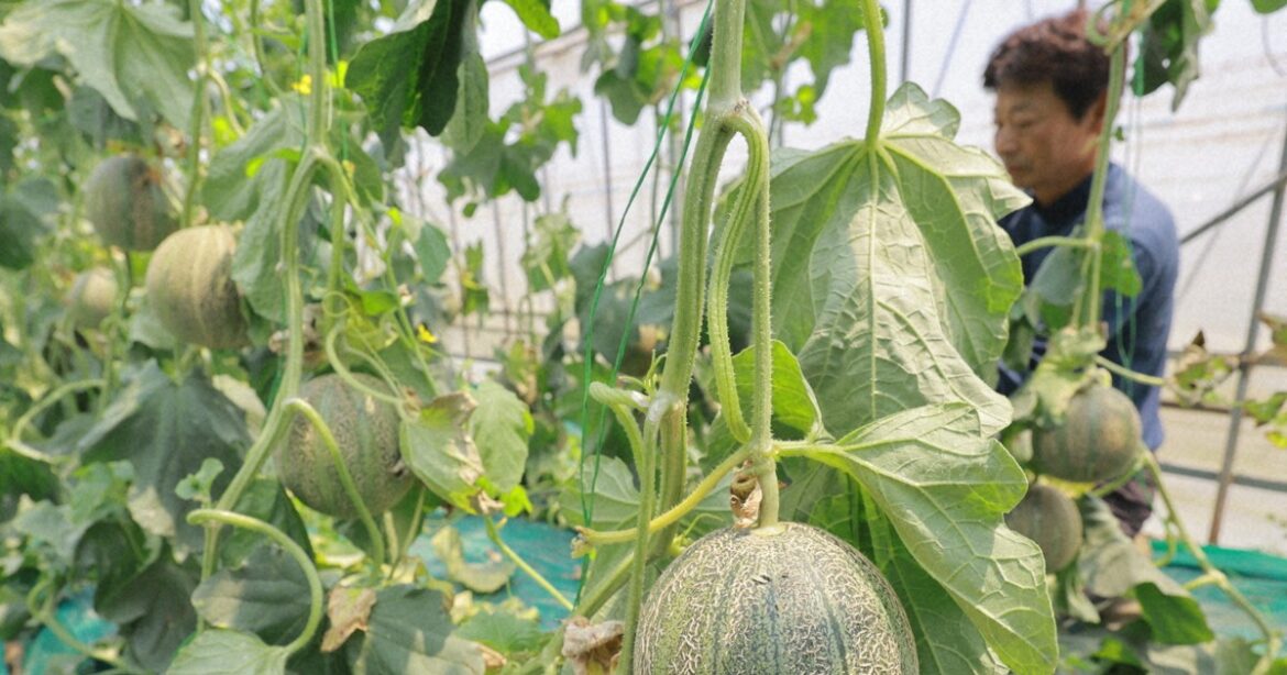 Easy Japanese news in translation: Melons growing well in Chiba Prefecture Easy Japanese news in translation: Melons growing well in Chiba Prefecture