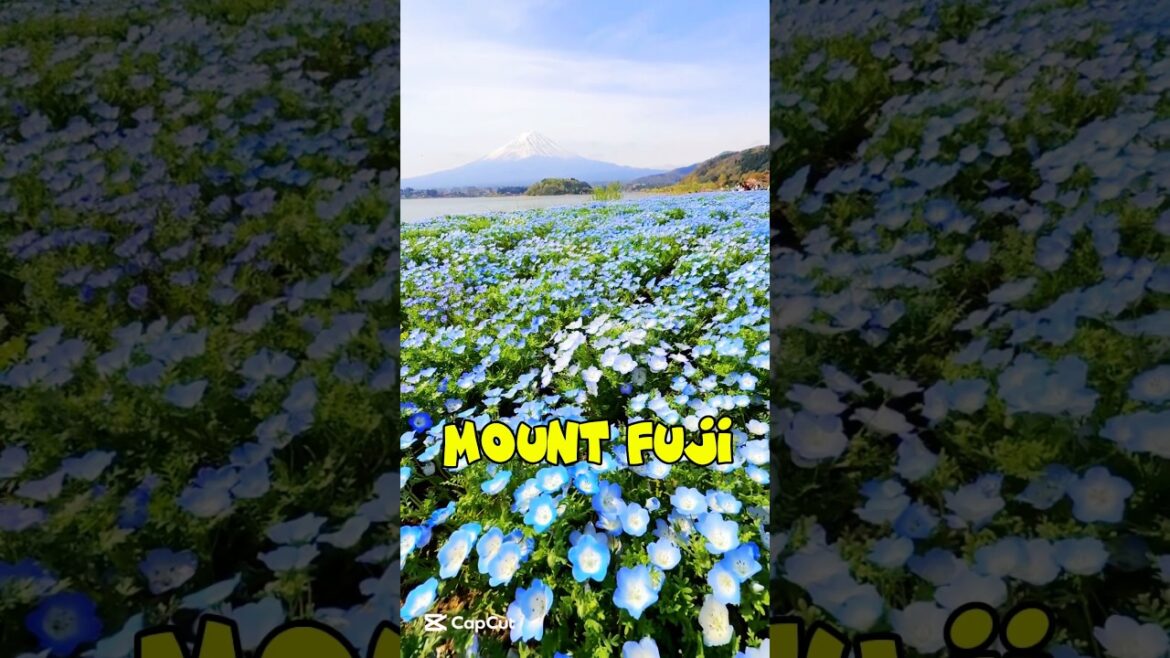 Mount Fuji #japan #tokyo #hakone #flowers #Shinjuku #fuji #mountfuji #fujisan #travel #nature #osaka Mount Fuji #japan #tokyo #hakone #flowers #Shinjuku #fuji #mountfuji #fujisan #travel #nature #osaka