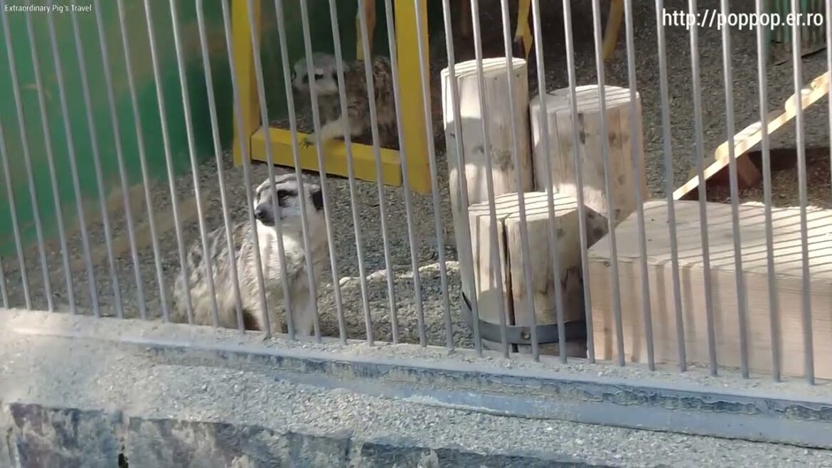 Meerkat-Wakayama,Japan