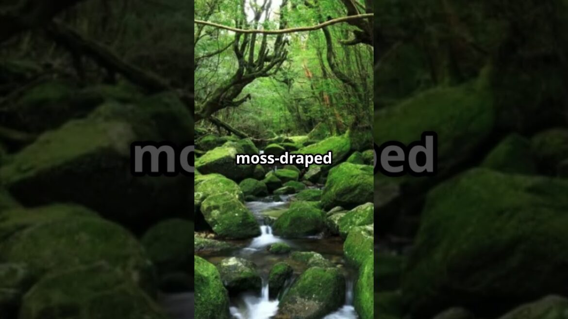 Japan's Hidden Gem : Discover the Real-Life Forest of Princess Mononoke! 🌲✨ #facts #travel #japan