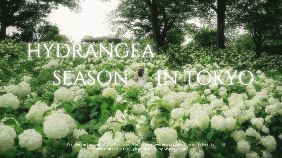 Japan Travel| Quiet place to enjoy hydrangea in Tokyo| Summer in Japan Japan Travel| Quiet place to enjoy hydrangea in Tokyo| Summer in Japan