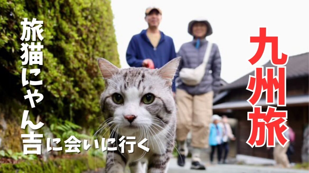 【北海道民が九州一周⑨】九州旅1番の目的！旅猫にゃん吉に会いに行く南阿蘇｜美味しい馬刺しと日本酒で1日の疲れを癒す｜復興中の熊本城｜AtoZアレンで旅する夫婦｜キャンピングカー Vlog