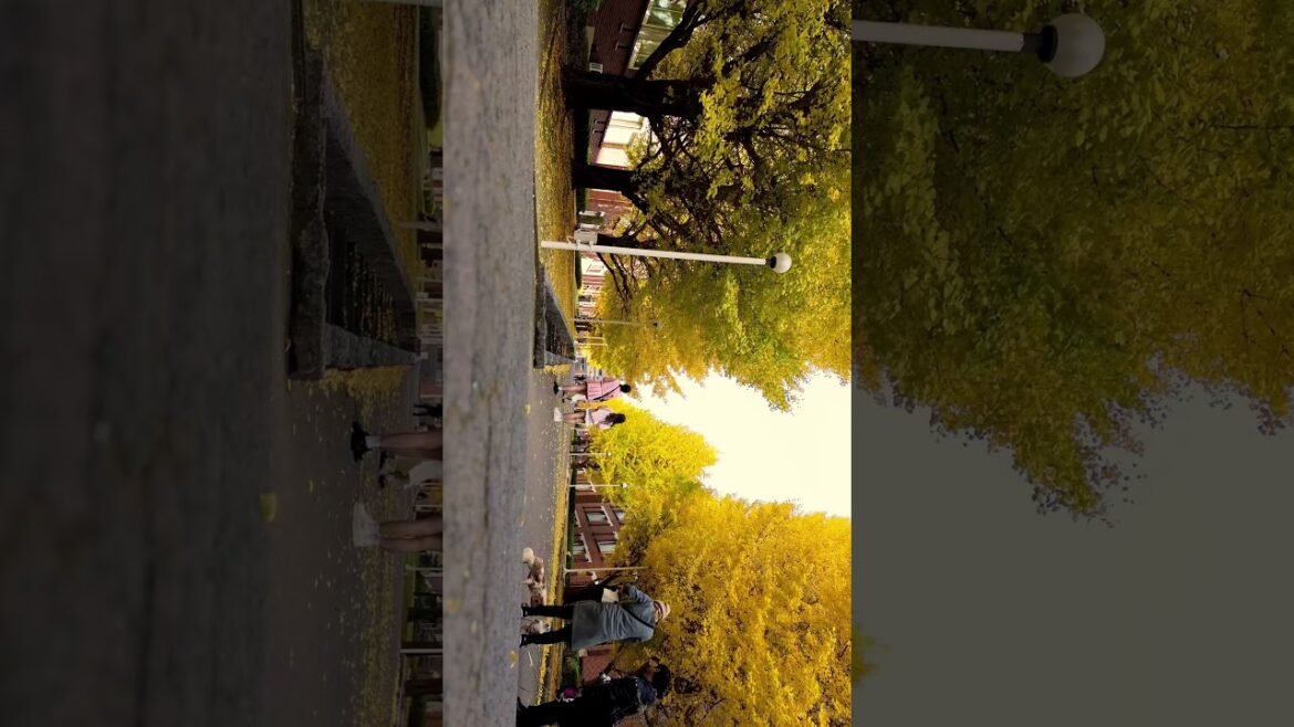 Japan 🇯🇵  #japan #travel