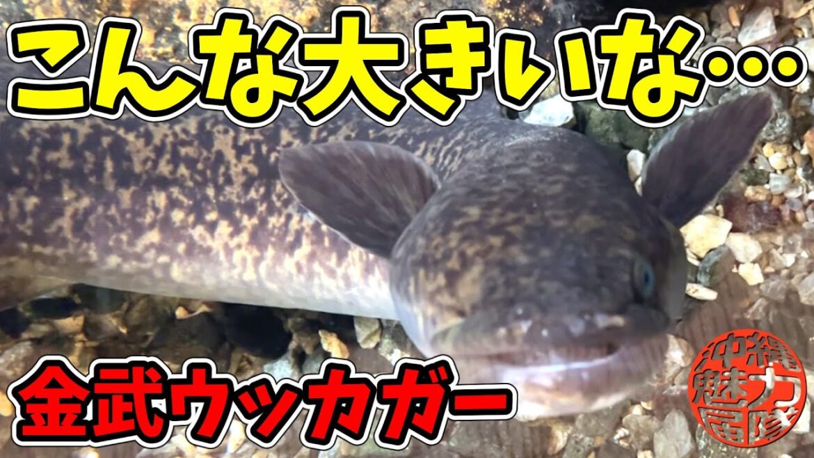 【金武ウッカガー】まさかこんな大きなオオウナギがいるなんて！大川児童公園・金武大川・美里共同井戸跡・芳魂の塔・オランダ森緑地公園！