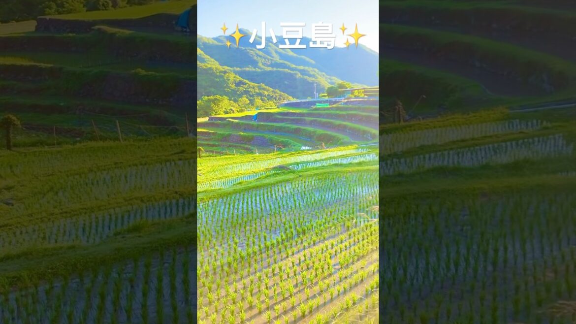 小豆島 旅 中山千枚田 ホタル観賞 殿川ダム上流 域 農村歌舞伎 肥土山の舞台 夕陽 #shorts #ブログ #小豆島 #ホタル