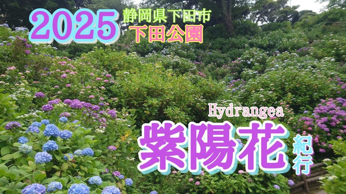 紫陽花紀行 2025  静岡県下田市「下田公園」 日本一のあじさい園 15万株 300万輪 100種以上の紫陽花　#japan #紫陽花 #下田公園 #travel #下田市 #観光 #2025