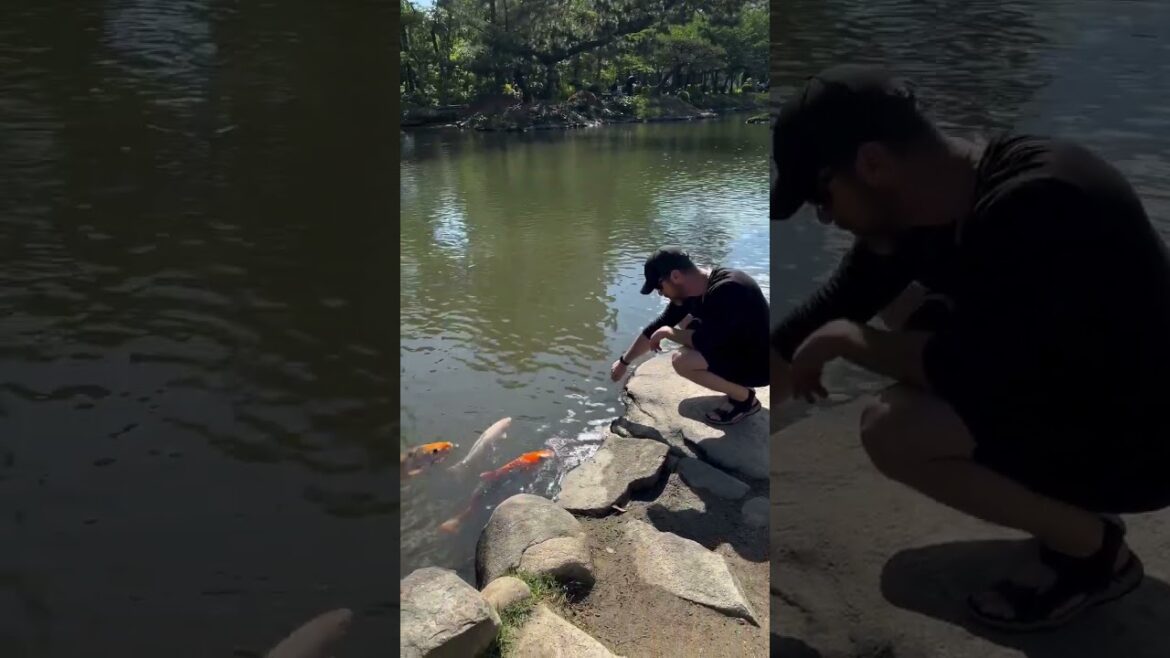 📍Shukkeien Garden in Hiroshima 📍Shukkeien Garden in Hiroshima