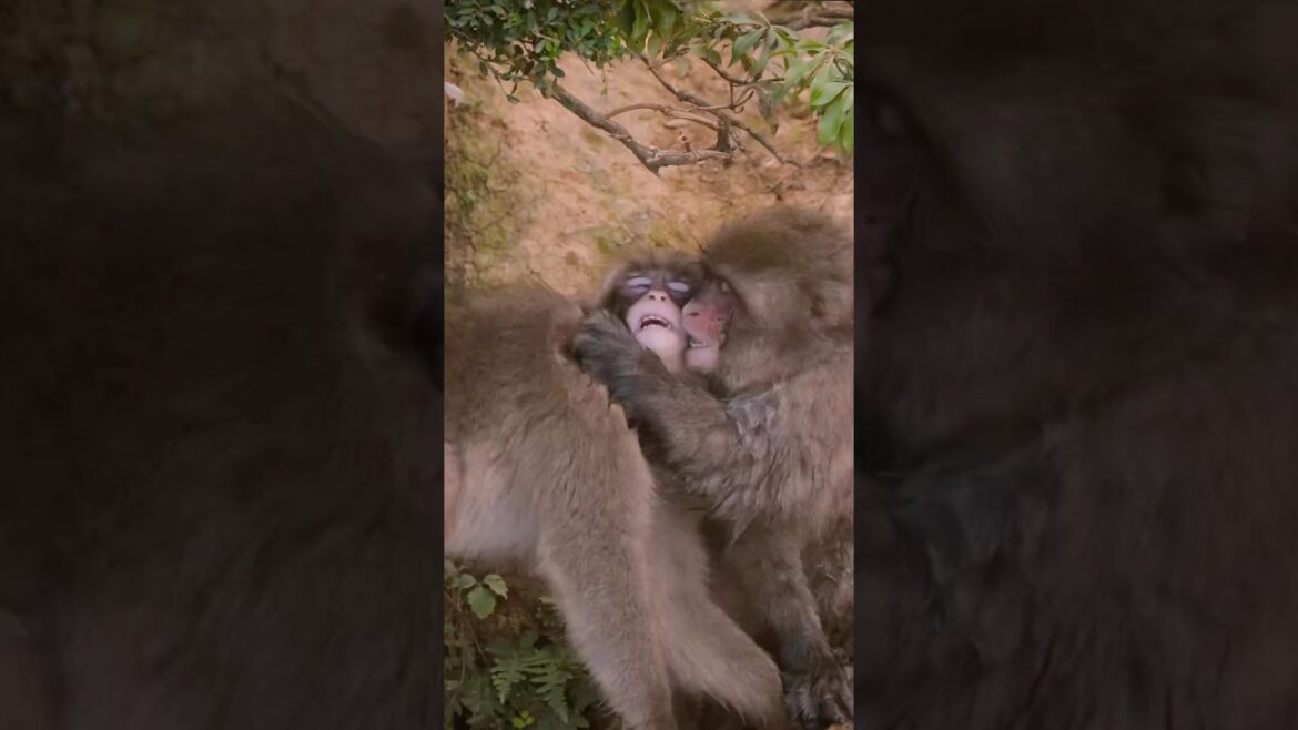 Verspielte Affen am Wasserloch. Japanmakaken π mitten in Kyoto. Verspielte Affen am Wasserloch. Japanmakaken π mitten in Kyoto.