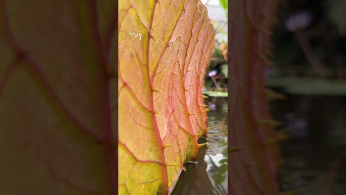 Kakegawa Kachoen theme park #shizuoka #themepark #japan #travel #fyp #shorts