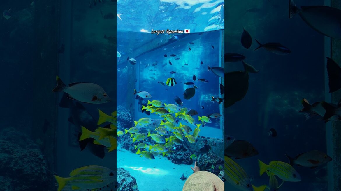 Huge Aquarium in Okinawa | Churaumi | Japan Travel 🇯🇵 Huge Aquarium in Okinawa | Churaumi | Japan Travel 🇯🇵