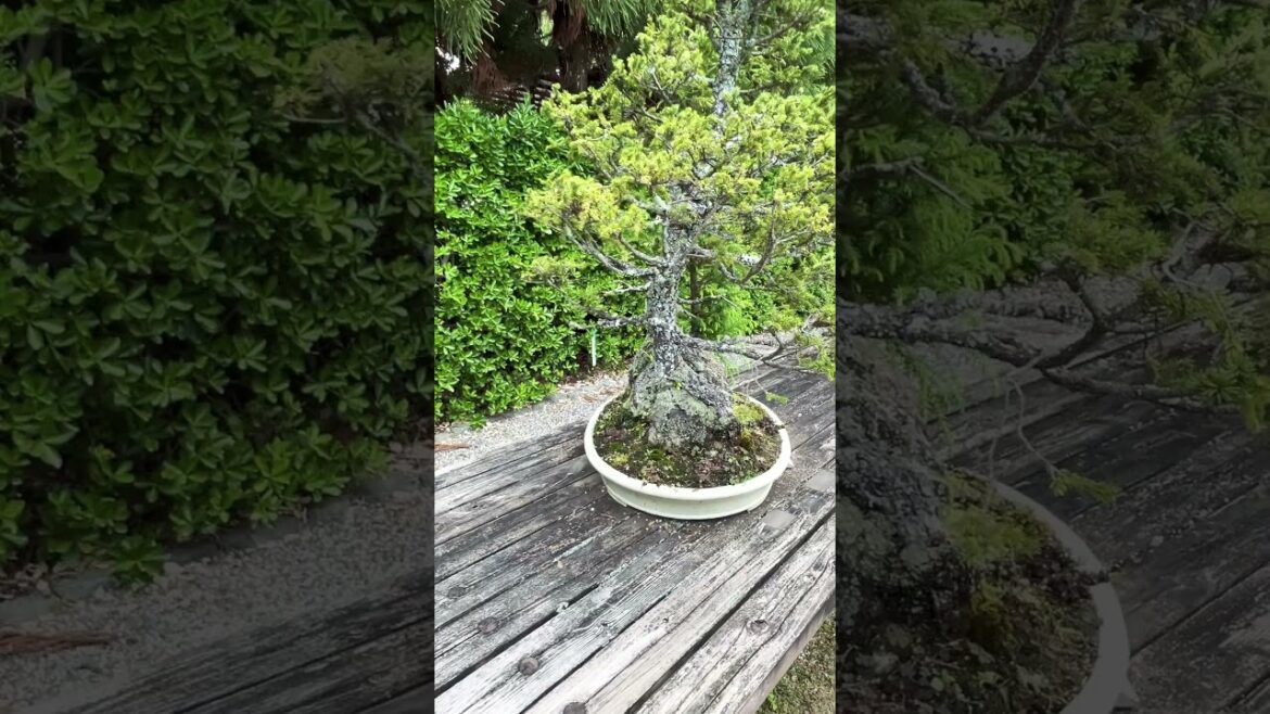 【KYOTO】Must-See Tourist Attraction - Kyoto Botanical Gardens