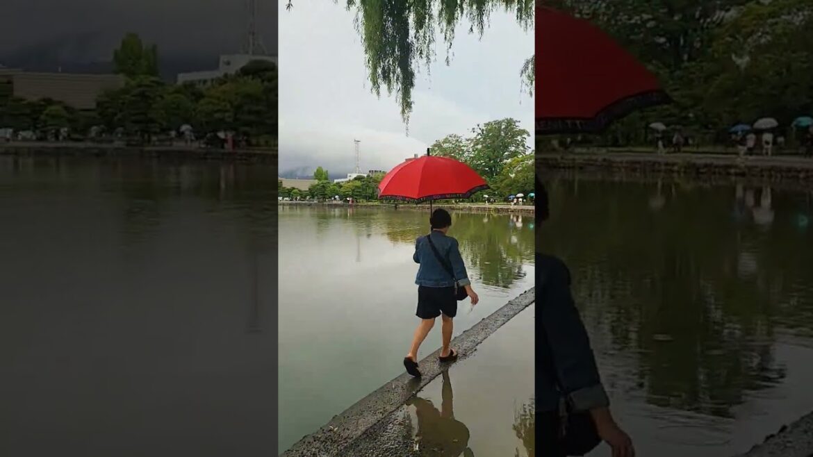 Matsumoto Castle Nagano #tourguiding #naganotravel #matsumotocastle #japantouristguide #alttravels
