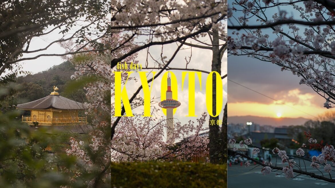 Kyoto! | Full of food and drinks during Cherry Blossom Season!