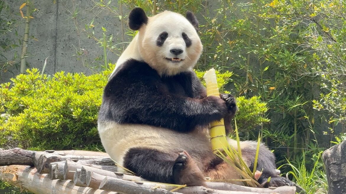 Ride the Panda Train! Meet Japan’s Most Adorable Panda Family🐼 Ride the Panda Train! Meet Japan’s Most Adorable Panda Family🐼