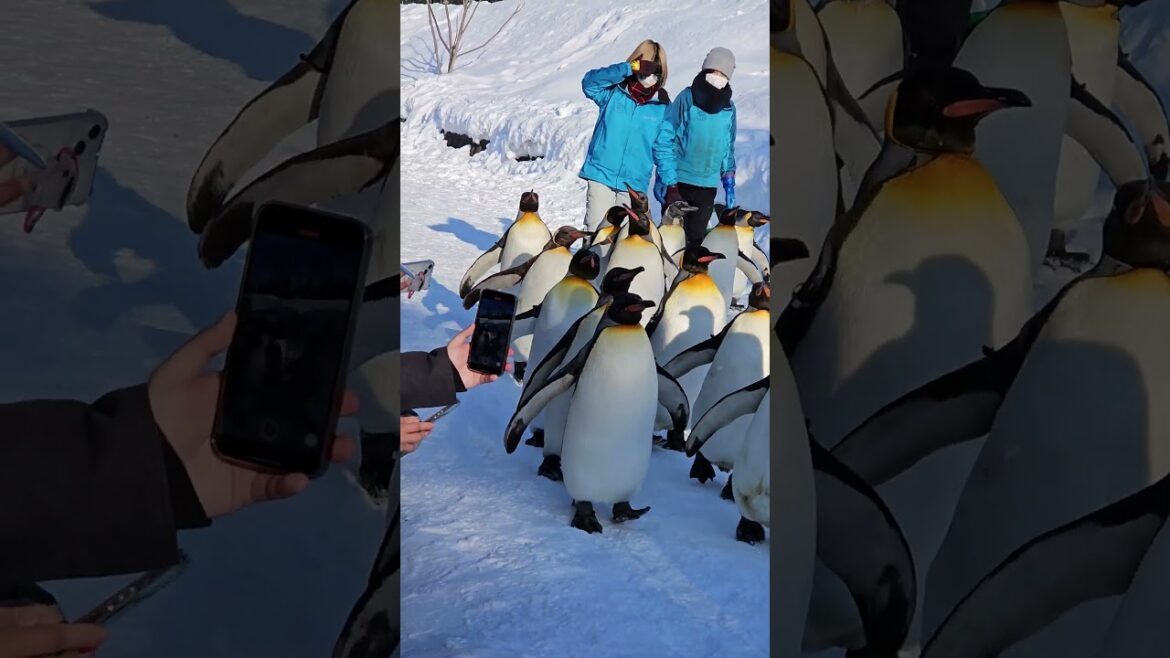 Asahiyama zoo, Sapporo, Japan  #asahiyamazoo #Sapporo