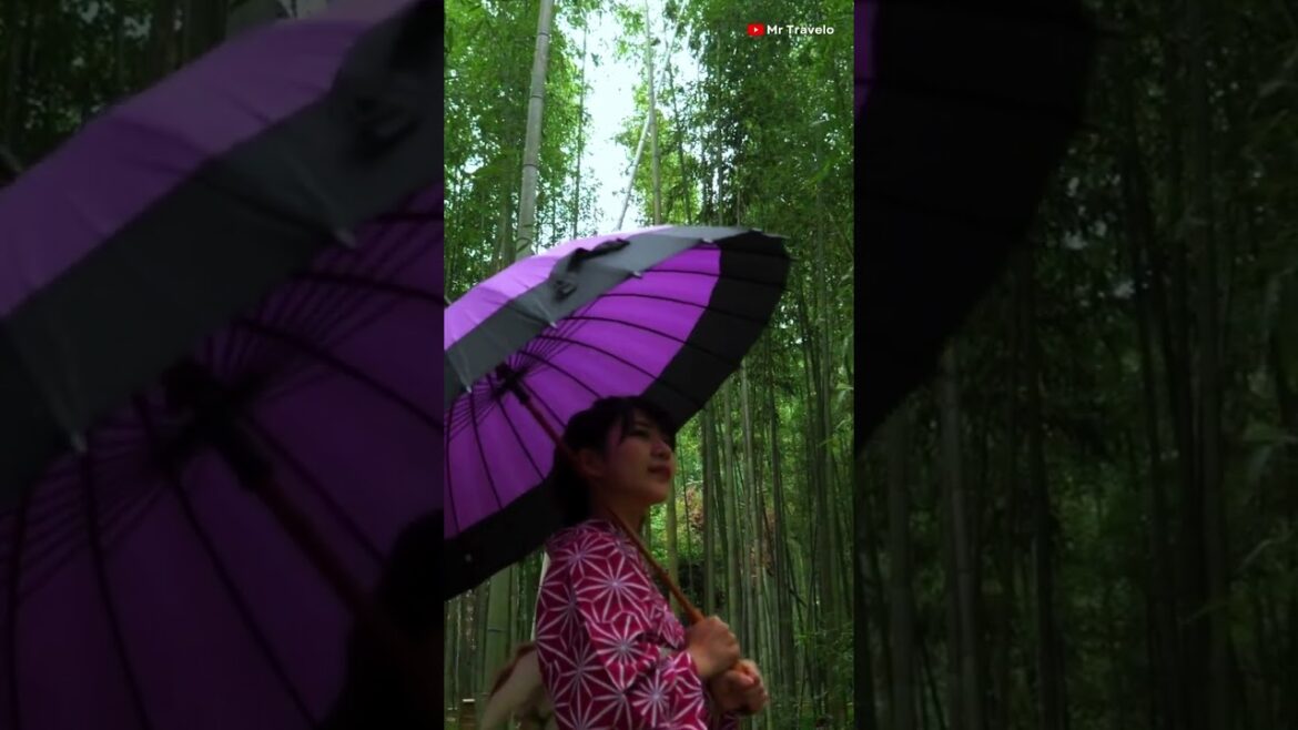 Kyoto’s Bamboo Forest at Sunrise 🌄🎋 | Travel Video 4K Kyoto’s Bamboo Forest at Sunrise 🌄🎋 | Travel Video 4K