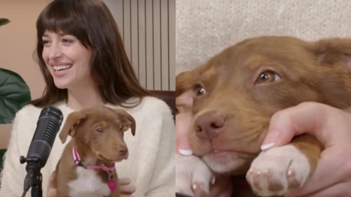 Did Dakota Johnson get matching manicures with her dog Tokyo? Did Dakota Johnson get matching manicures with her dog Tokyo?