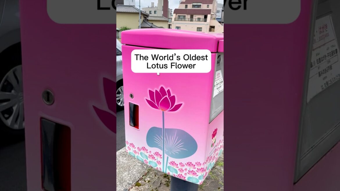 🪷 The World’s Oldest Lotus Flower